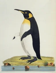 Aptenodytes Patagonica, illustration from Cimelia Physica. Figures of rare and curious quadrupeds, birds... published 1796